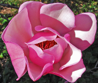 A pink mognolia flower