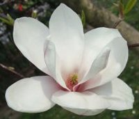 A white magnolia flower